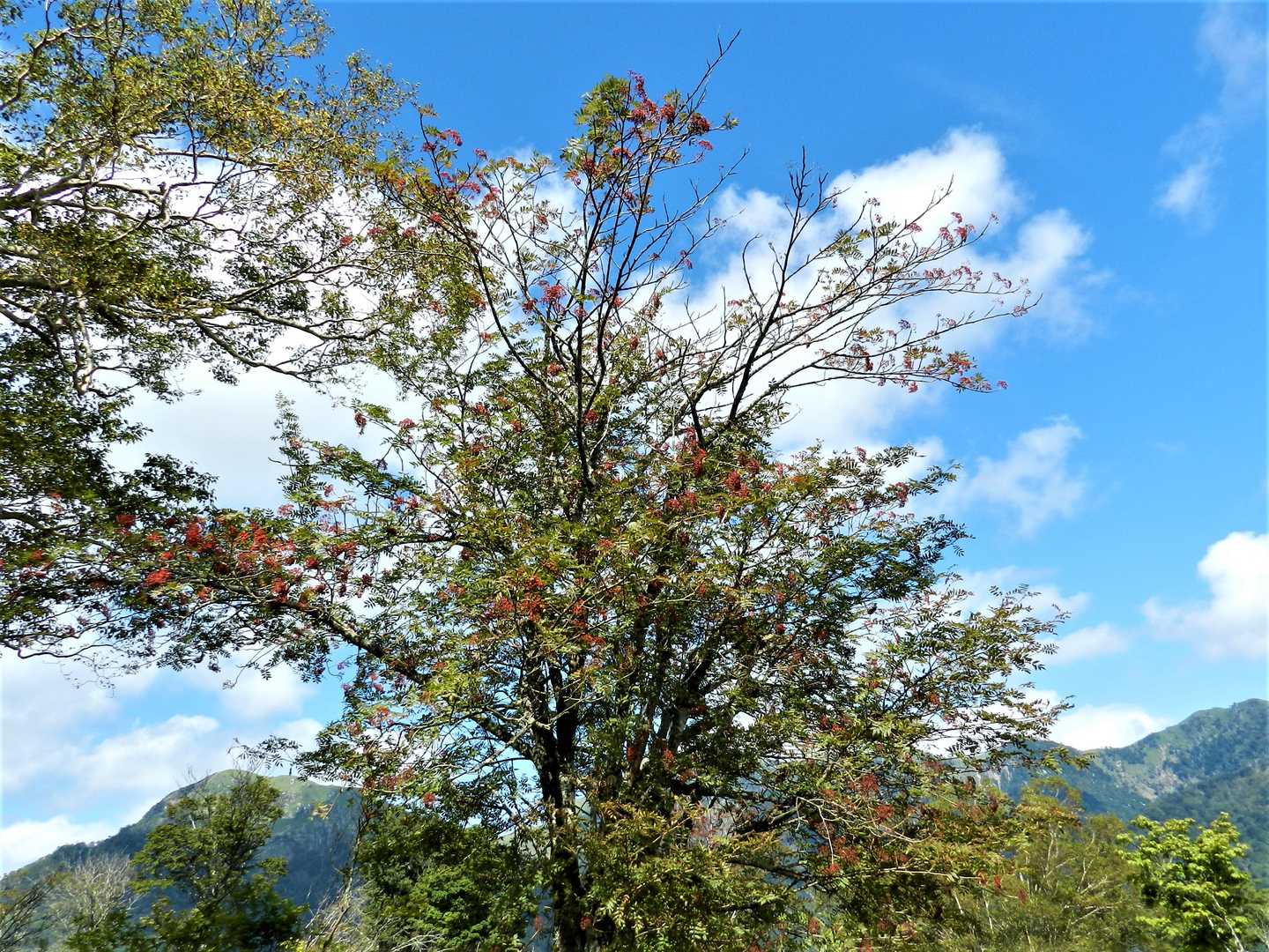 新九郎山-不入山 周回コースの写真
