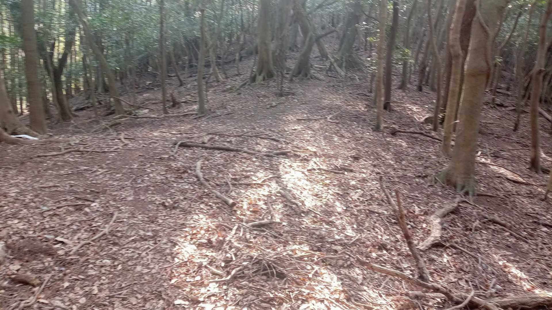 射場越しからは左折して妙見山をピストンする

おそらく、この間は桜ポイントはないと思われる。(だって、ほとんどの人が立ち寄ってないから💦)