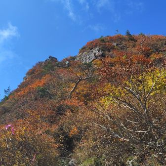 藪をかき分け仙台カゴの中腹まで来た😅
最後の急斜面を先行者が登って行く