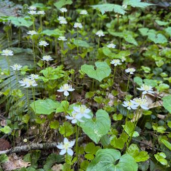 ミツバオウレンが花盛り