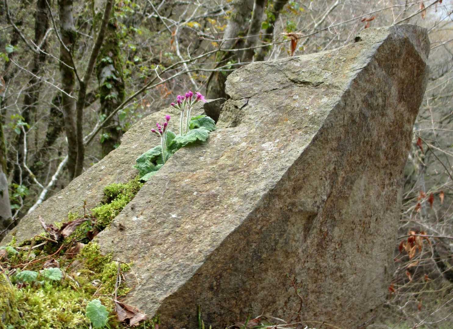 ピンクの花が岩の上に