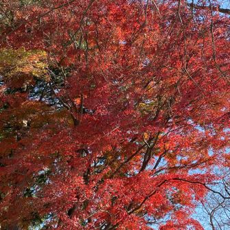 真っ赤だね〜🍁
紅葉も終盤です

今日で、11月も終わり
もう師走です⎛˶'ᵕ'˶ ⎞
1年が早いですね〜☺️

おつかれさまでした🏔´-