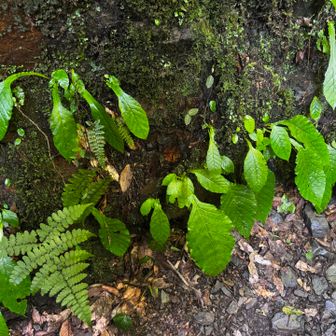 6号路で上がる
イワタバコの花はまだだね
