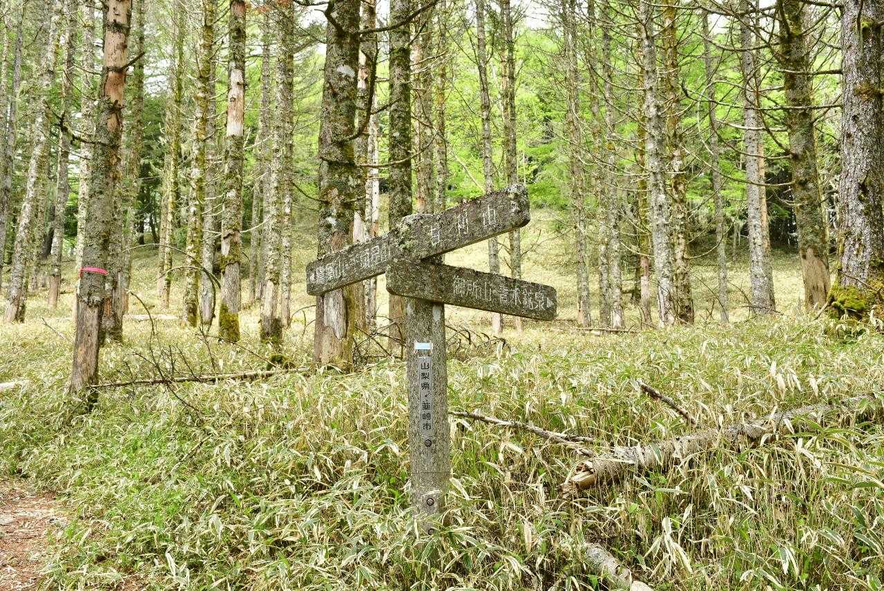 大西峰での分岐です。まずは千頭星山へ（後ほどここから分岐して御所山へ向かいます）