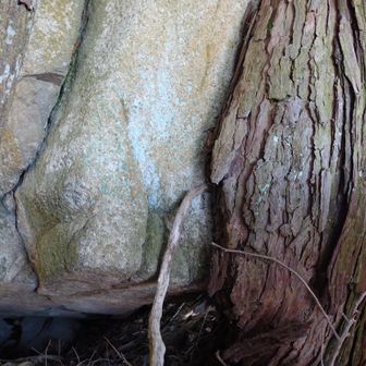 これは見ものです。巨岩が、巨岩と松が支えて浮いている。太神山の山頂のパターンと逆だ。