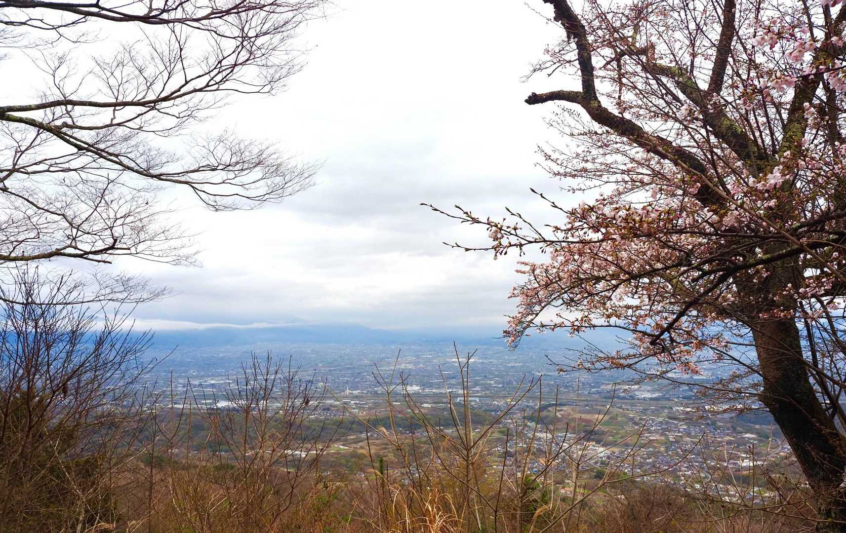 晴れてれば桜とヤツ（八ヶ岳）のベストスポット