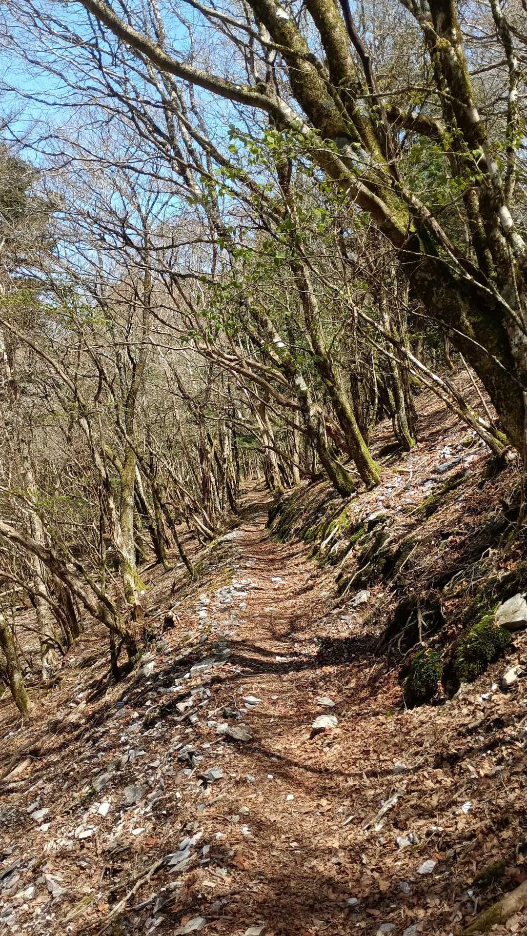 気持ちいい道をのんびり歩きます