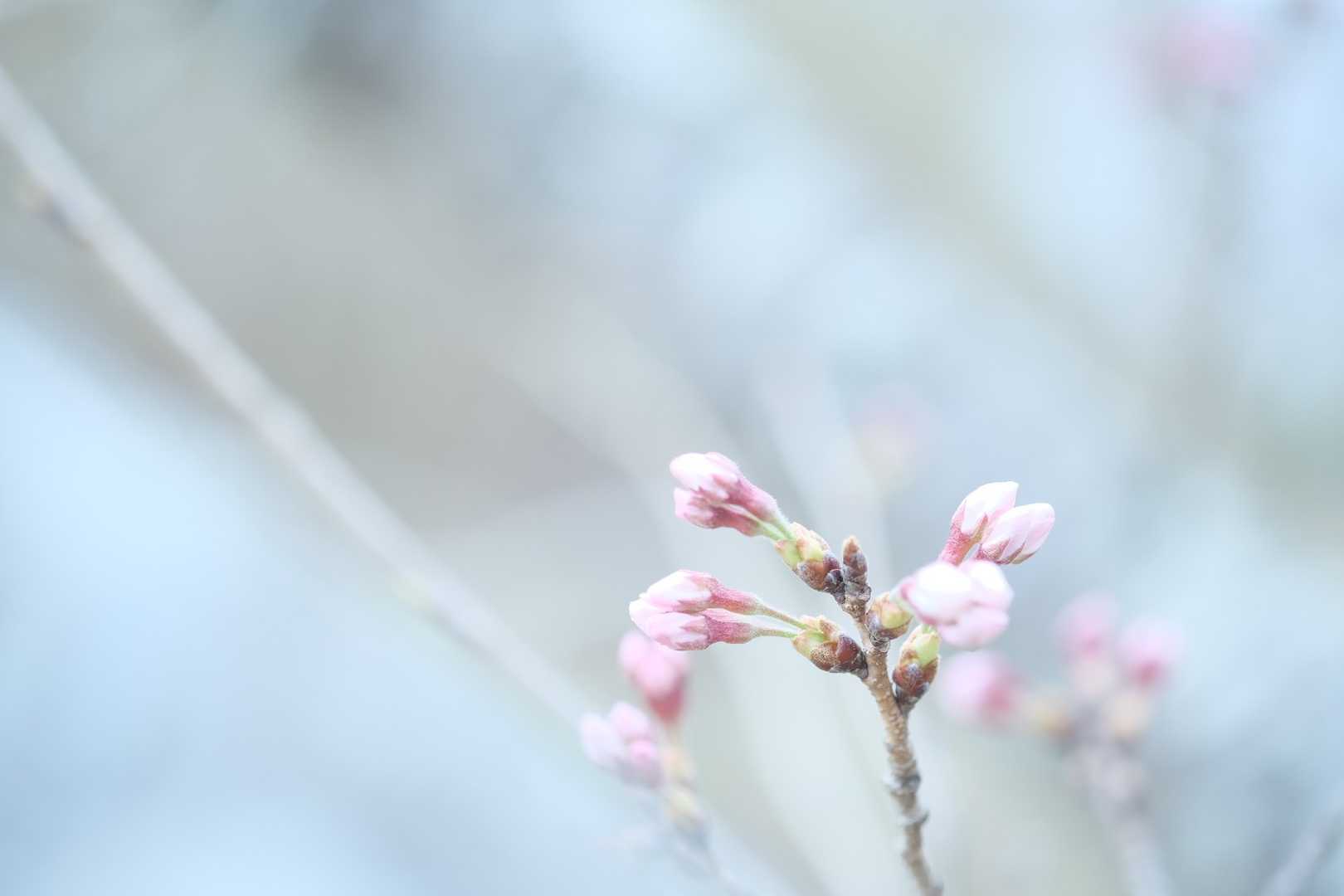 岩屋山（愛知県）の写真