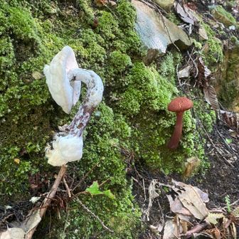 ひねくれすぎやろ🍄