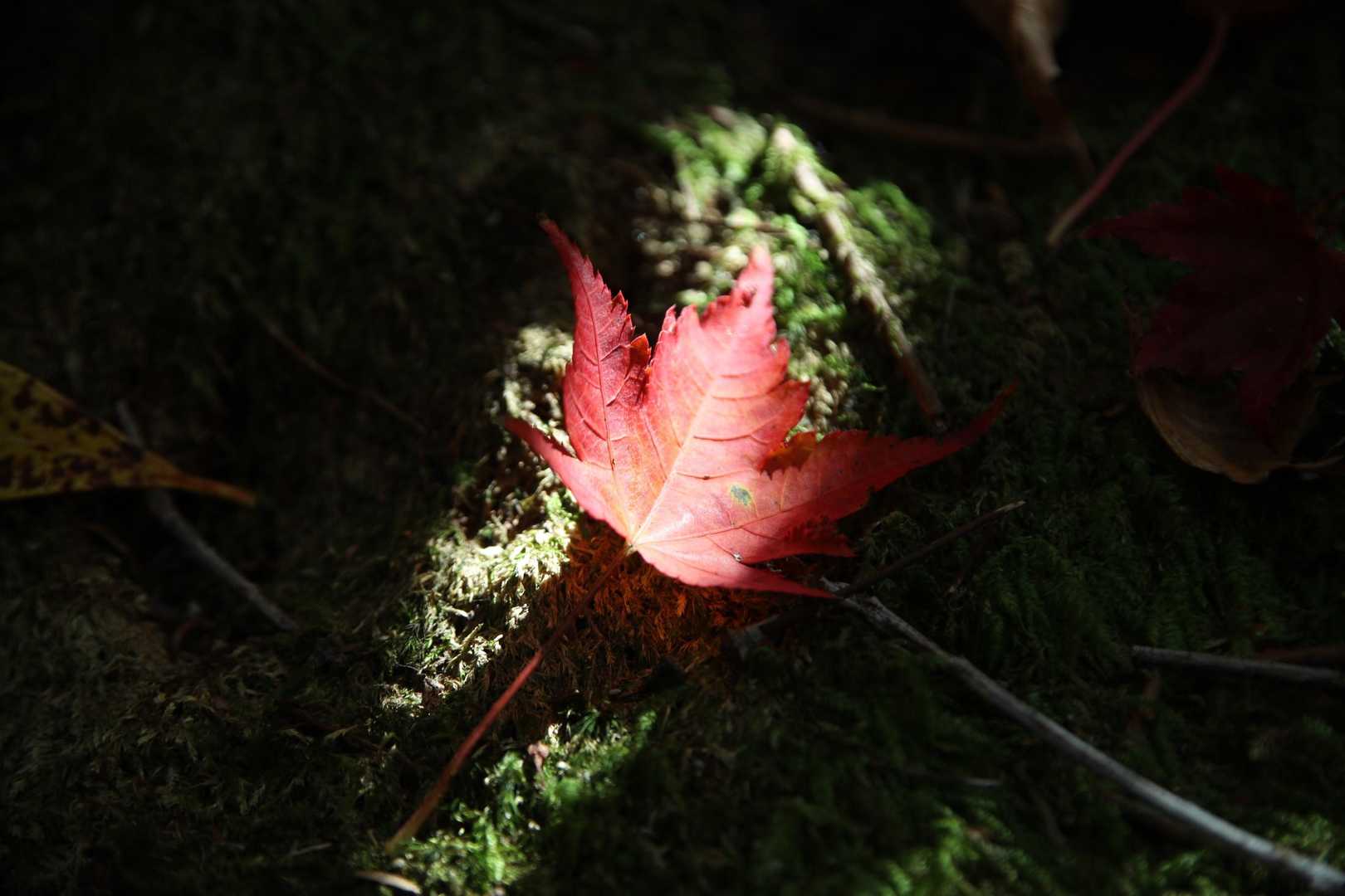 森羅万象🍁