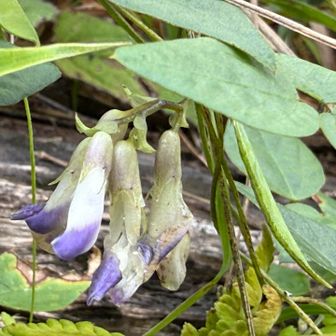 ヤブマメ（藪豆）
3種類の花の咲かせ方を持つ、独自の生態があります。

①誰の目にも留まる画像の美しい「開放花」
②花を開かずに自分の雄しべと雌しべで受粉する「地上の閉鎖花」
③「地中の閉鎖花」という3パターンの花をつける非常に珍しい生態を持っている花。