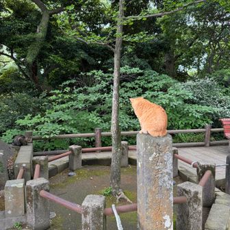 猫ちゃんが2匹
とても懐っこい☺️