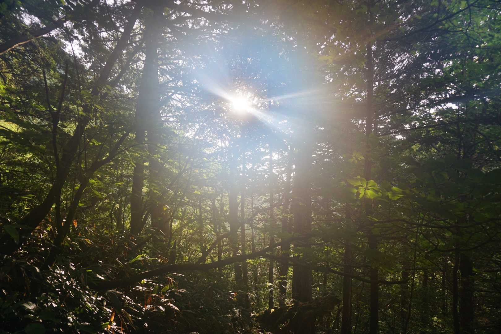 木々の間から☀️このまま晴れてくれ☀️⛰