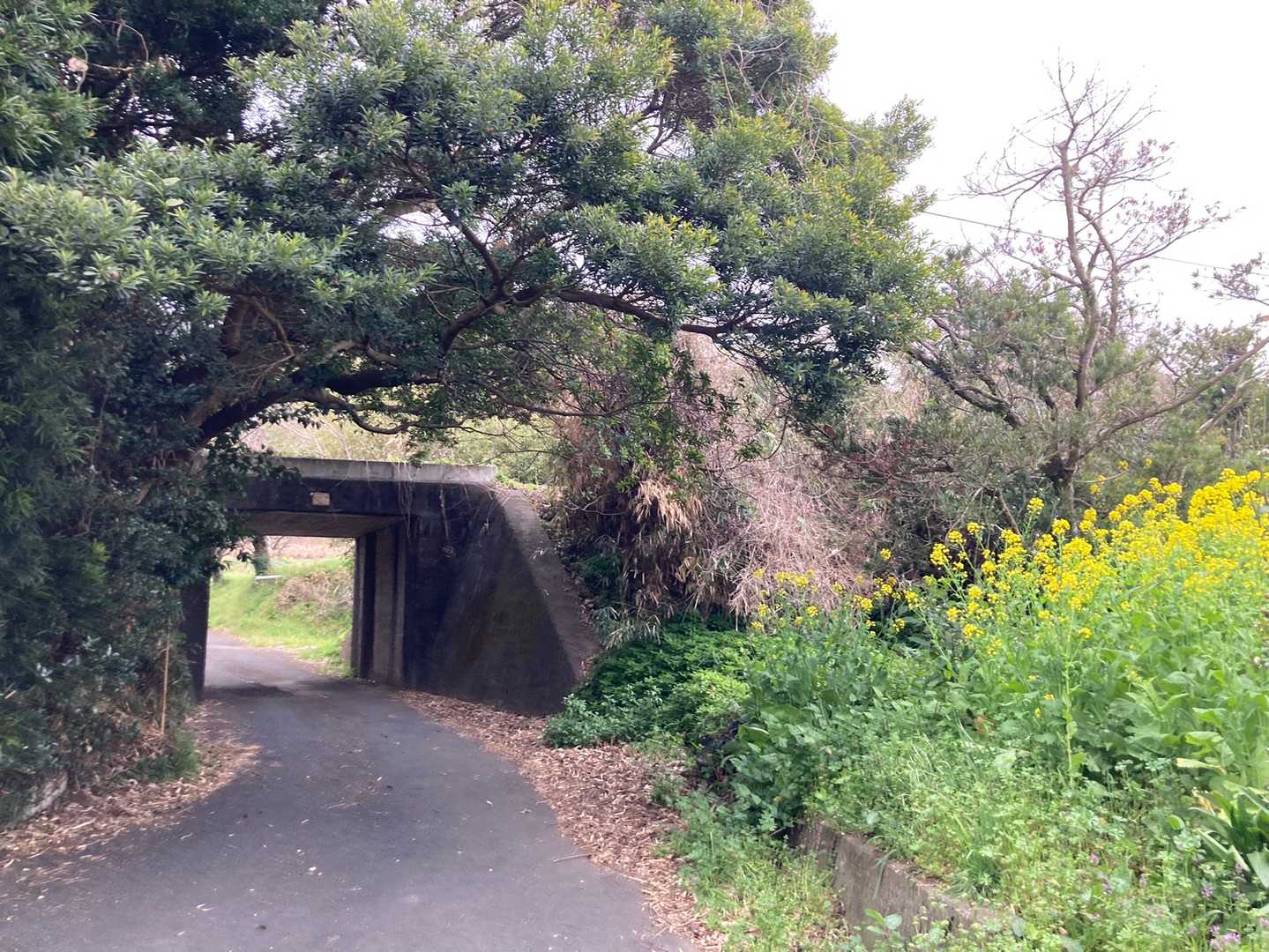 矢筈岳-矢筈岳登山口 周回コースの写真