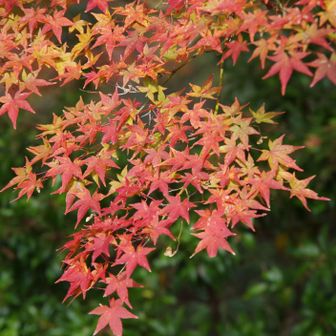 若草山・芳山・高円山 紅葉🍁を楽しみながら