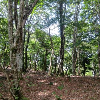 山頂は森で展望なし