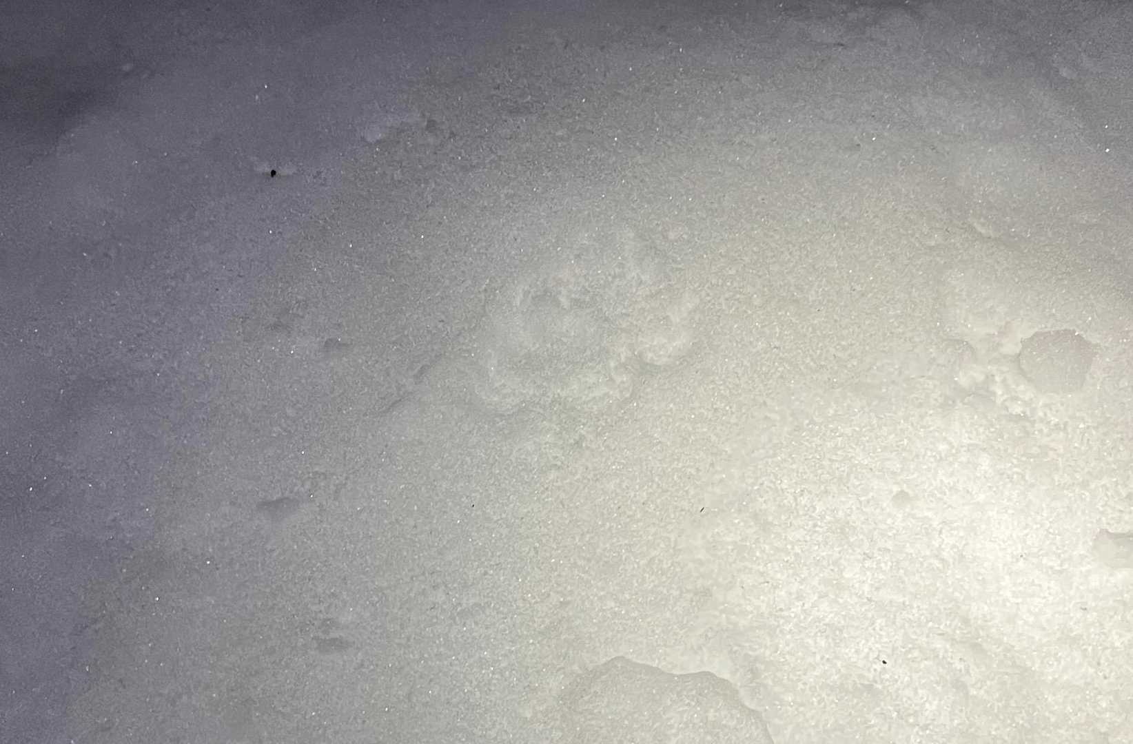 私の先行者の足跡
狸？