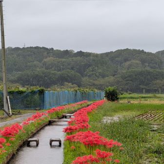 雨が強まり水の流れと共に
　ピストンする気力⛰️
　　　　　　も流され、高麗駅へと🚉

自分、弱すぎる…😩😩😩

貴重な３日間だが…
　　　　　　          台 風 接 近 中 🌀
　　雨　ヤ　バ　そ　う　…　😞


最終日も、出勤。。
　　シルバーウィークって…🫥💭💭。。

　　　　　😖😖😖😖😖
悔しさ
無念さ
悲しさ　が湧き上がるが…
　バネにして、リベンジできるときまで。

　　　　諦めなければ、叶う✨️
凹んでも立ち直り、
　　　　　　　　辛抱強く、前へ。

自分のペースで、
　　　　　ゆ　っ　く　り　と　🐌
きっと💭
　天 が 教 え て く て い る ん だ よ
ね …