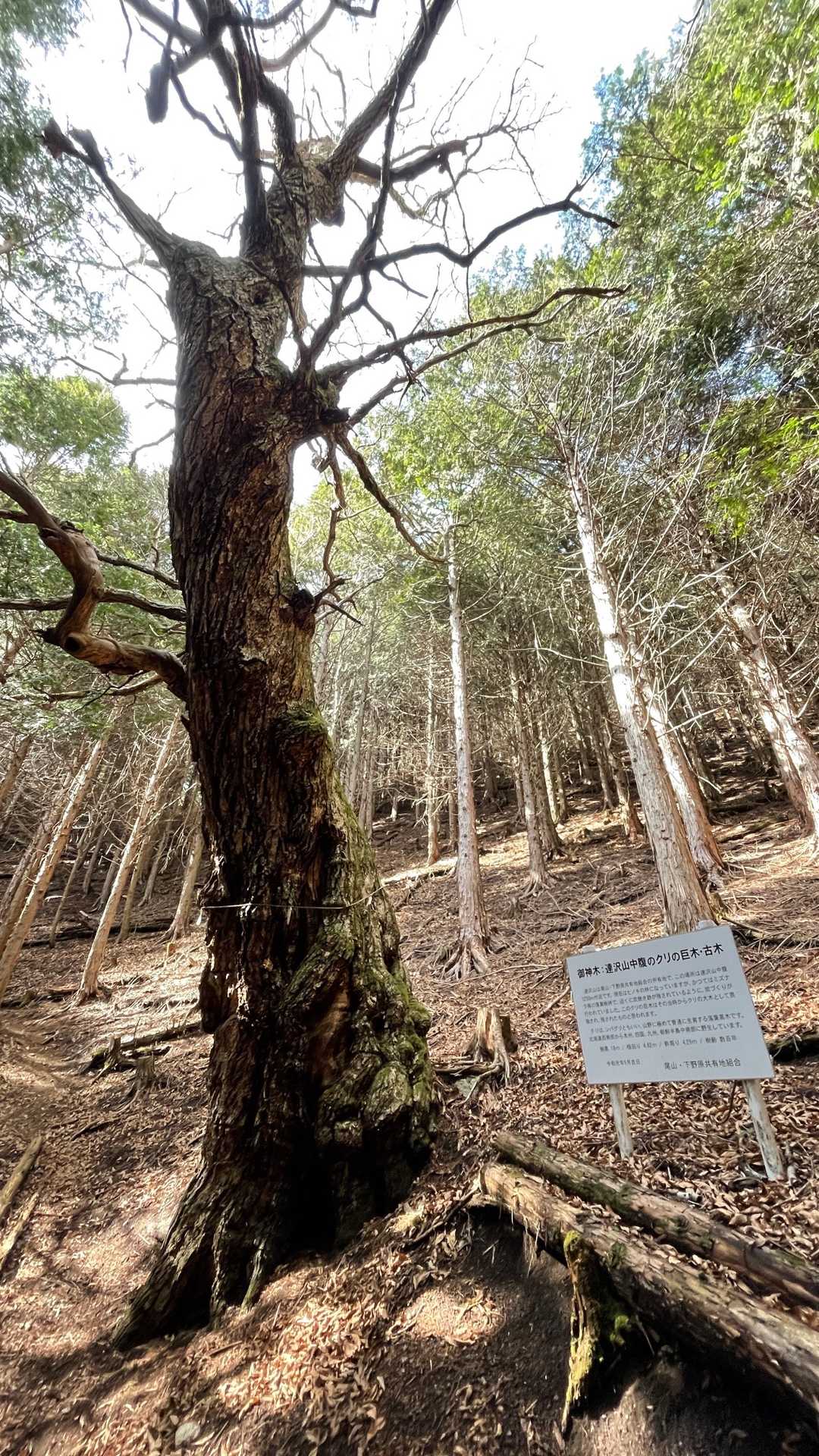 達沢山-ナットウ箱山 往復コースの写真