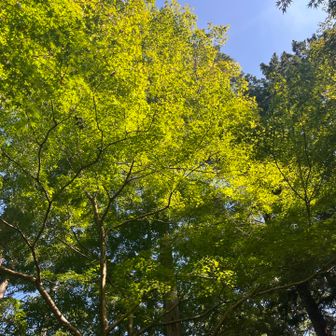 この紅葉も来月の中旬は真っ赤になっているのかな🍁