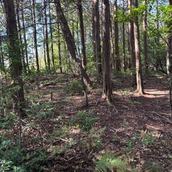山頂は広々とした平坦地、明らかに山城の主郭