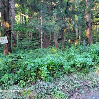 雷山夏針登山口
少し草被ってます