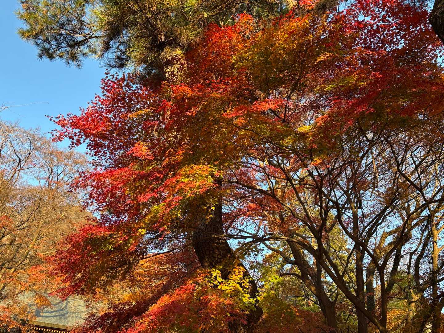 下の方は紅葉が素敵でしたわ