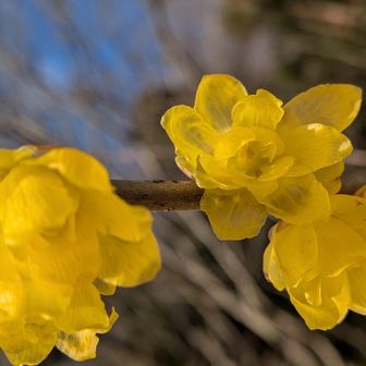 まだ咲き始めでフレッシュです✨️