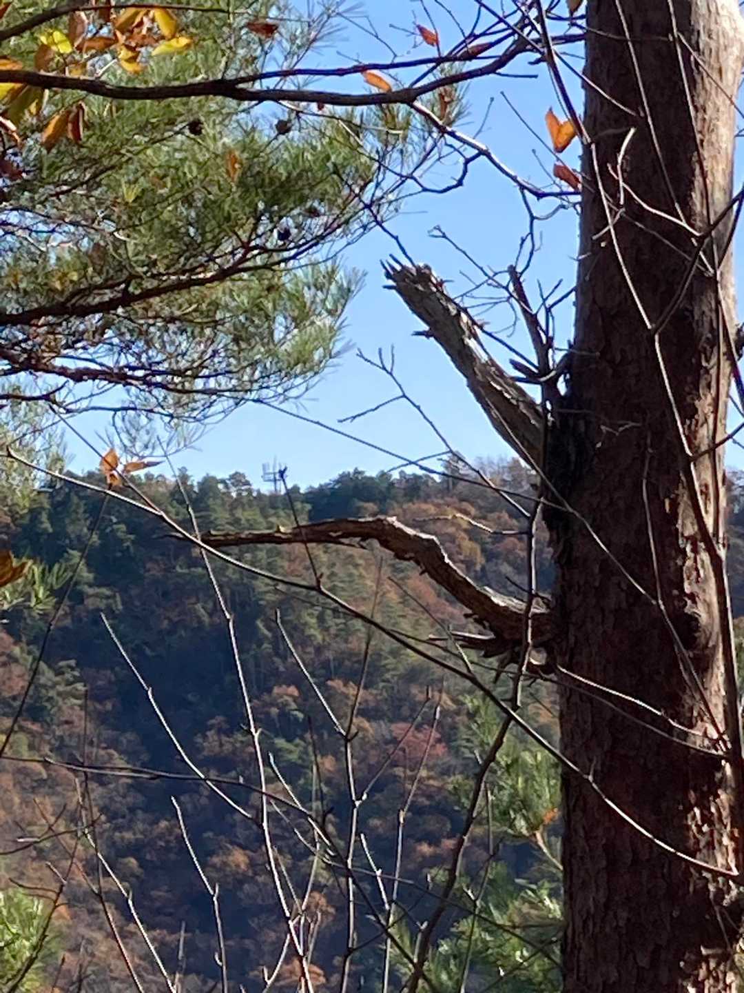 西峰まで足を伸ばしました。百々ケ峰山頂のアンテナ📡が見えます。😊