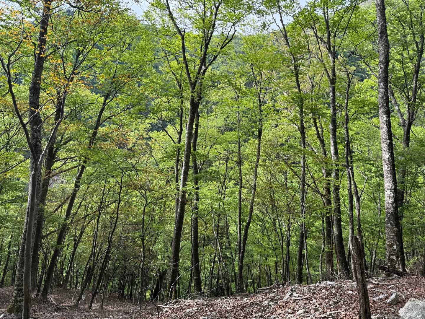 新緑が美しい🌱🌿