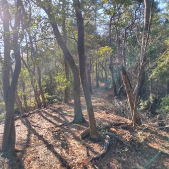 いったん尾根に上がればちょっといい感じ
しばらくは…