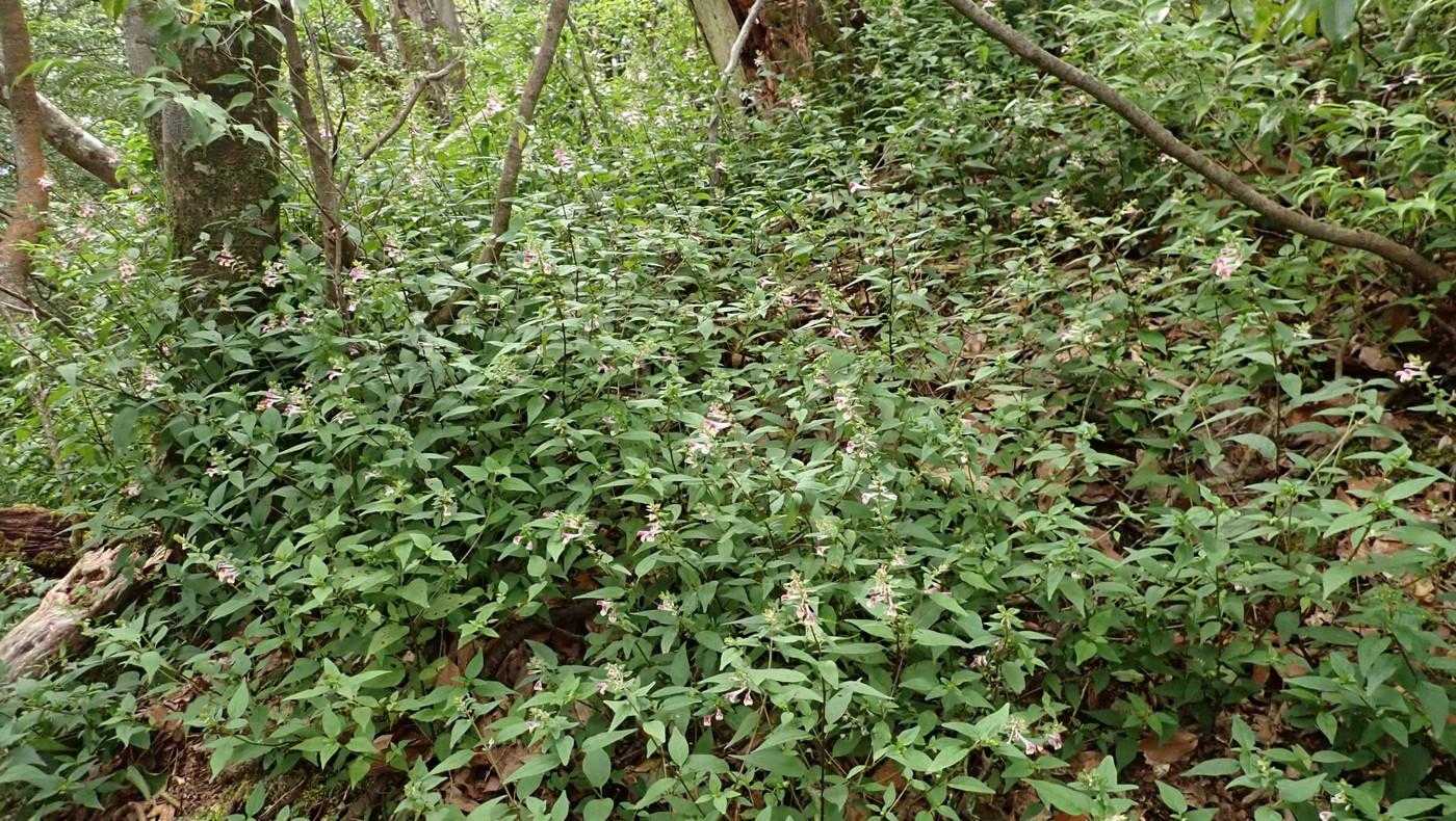 昨年、ここには無かったシコクママコナの群落。