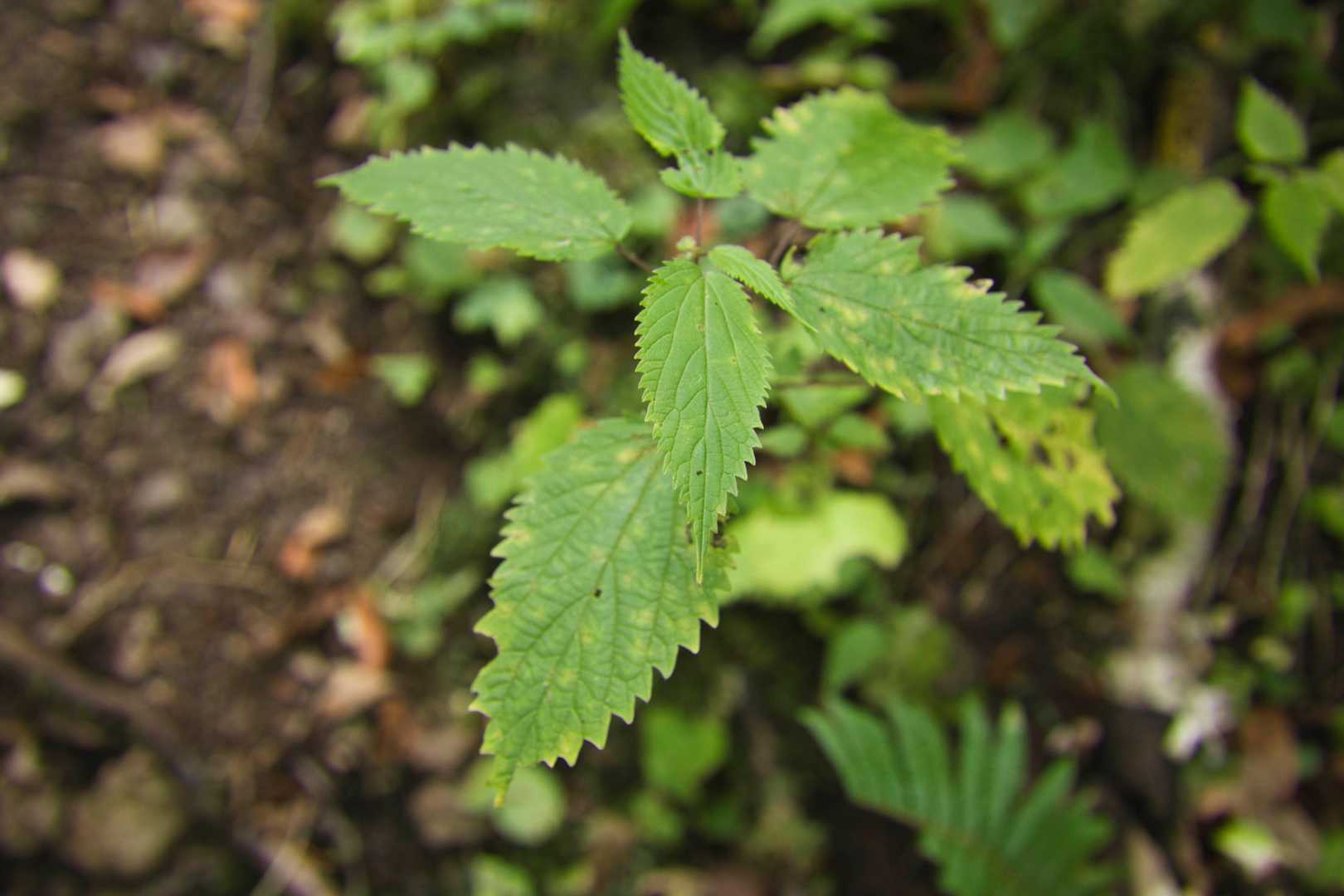 この草注意です。登りで手が触れて、”痛っ！”てなったんですが、毛虫にでも触れたかと思って大した気にしてなかった。下山でも”痛っ！！”となり、見たらこの草だった。ナニコレ？棘が刺さったような痛み。腫れはしなかったが、暫く痛かった。