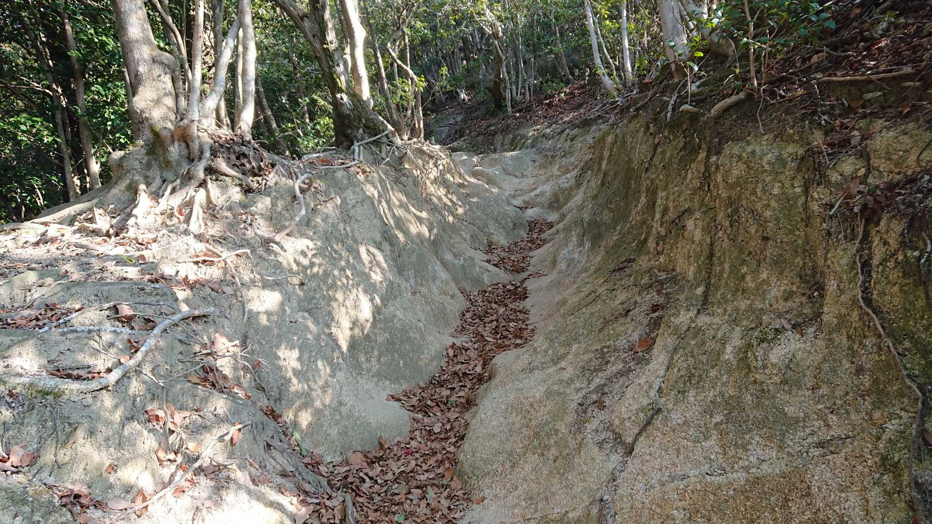 高祖神社登山口-高祖山-鐘撞山 往復コースの写真