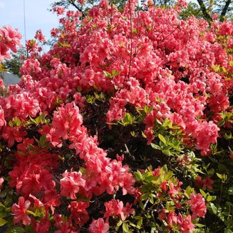 ツツジは少し時期が早かったが，満開のものもあった。