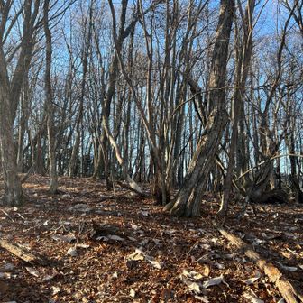 展望台からはピンクテープ頼りに歩きます。多少、登りは緩くなります