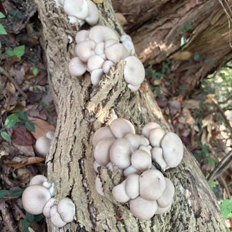 🍄