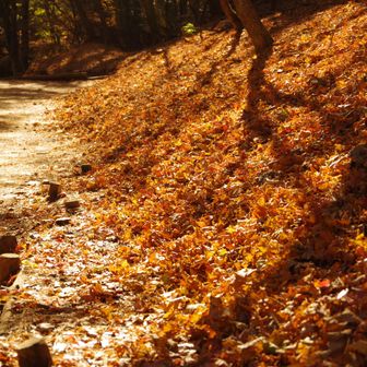 紅葉のピークは過ぎたけど、大量の落ち葉が積もったふかふかロードもいいもんです。