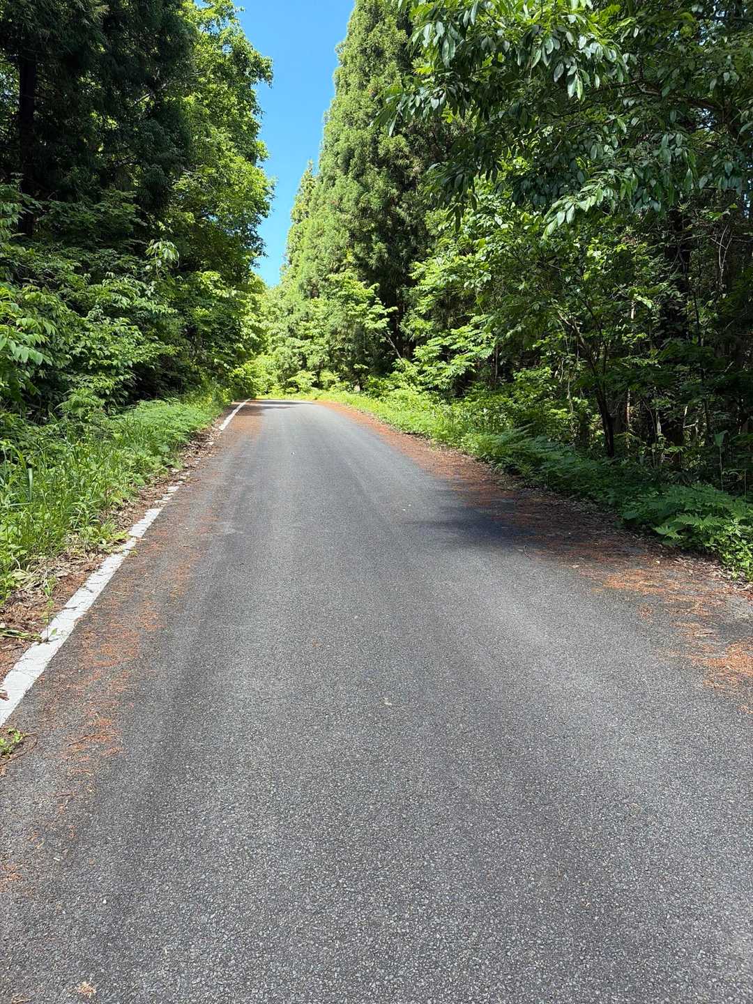 飯谷山 周回コースの写真