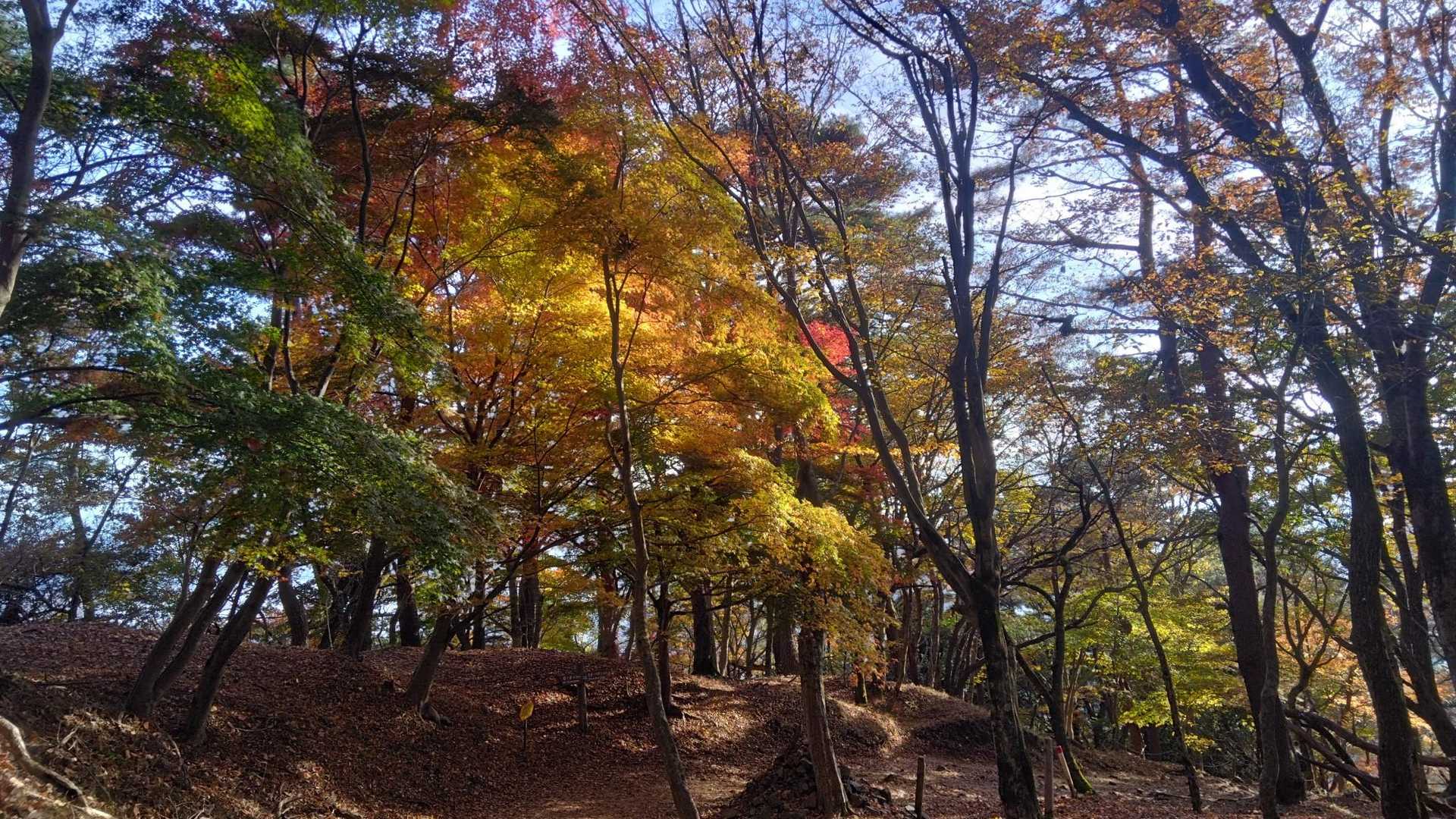 楽しみにしつつ下ってきた、一本松ポイント😆

脇に逸れて、しばらく景色をボーッと楽しみました🍁

本気で日没までココで過ごすか悩みました 笑