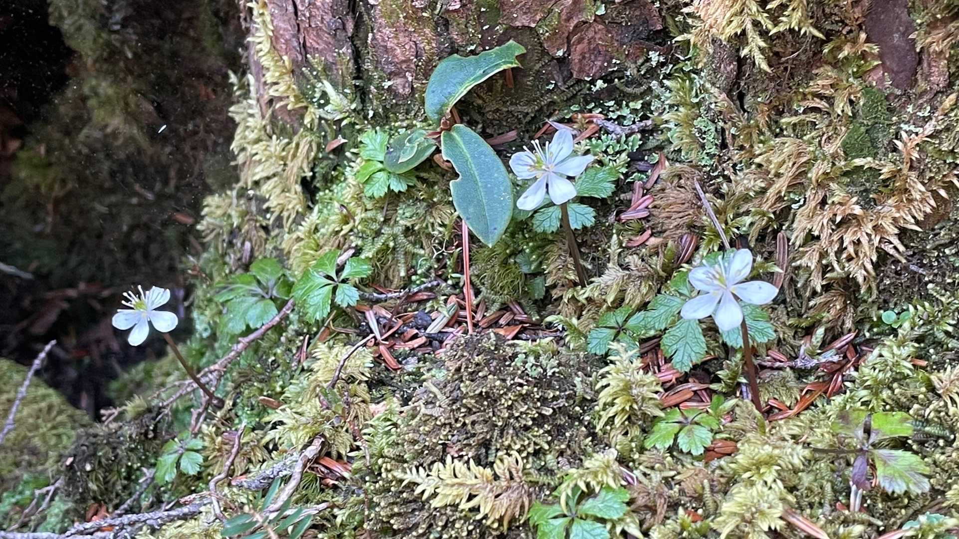 瑞牆山荘バス停-丸山 往復コースの写真
