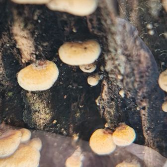 拡大鏡で確認　数ミリ