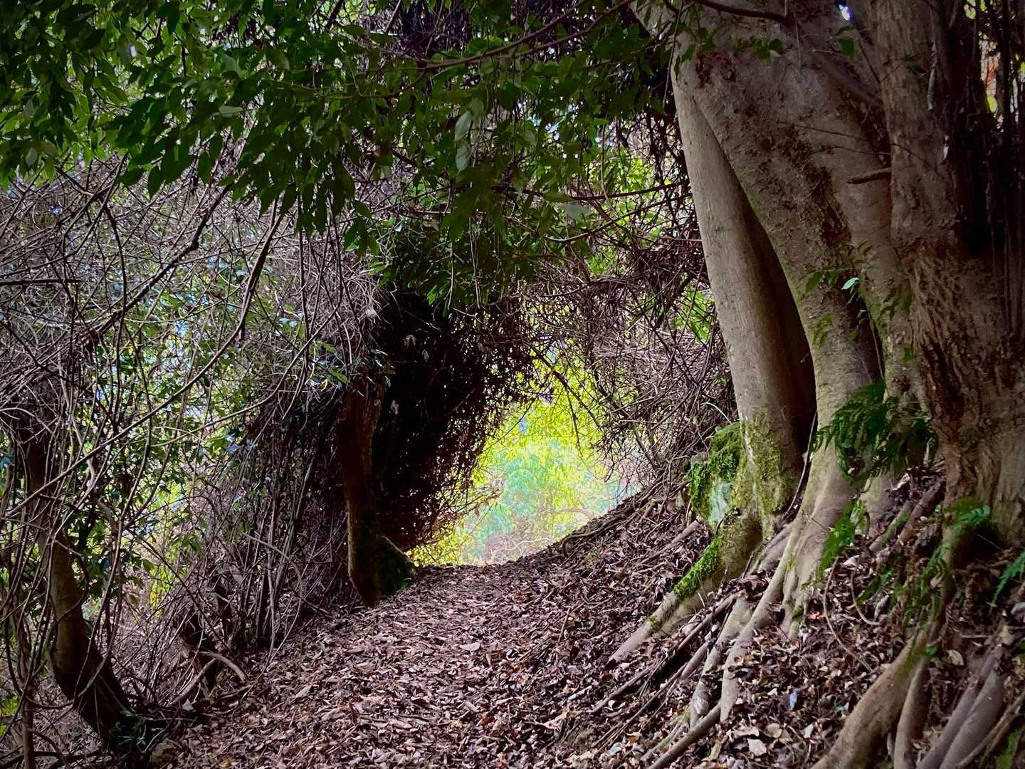 笠置山 往復コースの写真