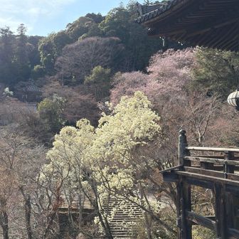 国宝長谷寺本堂舞台とコブシと桜🌸が綺麗