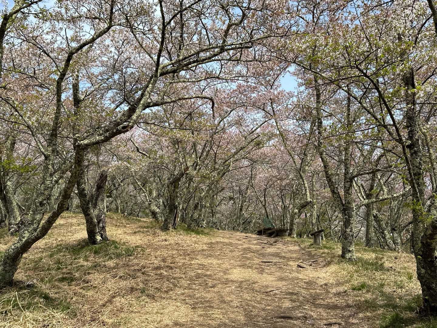光城山往復 | 安曇野の田園と北アルプスを望む展望台へ、桜のトンネルを抜けての写真