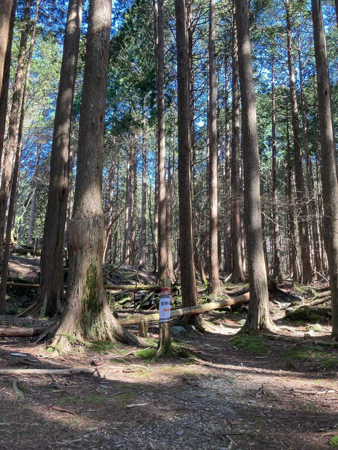 西山越　-沓掛山-黒森山 往復コースの写真