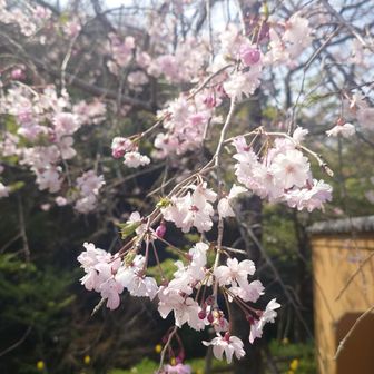 枝垂れ桜