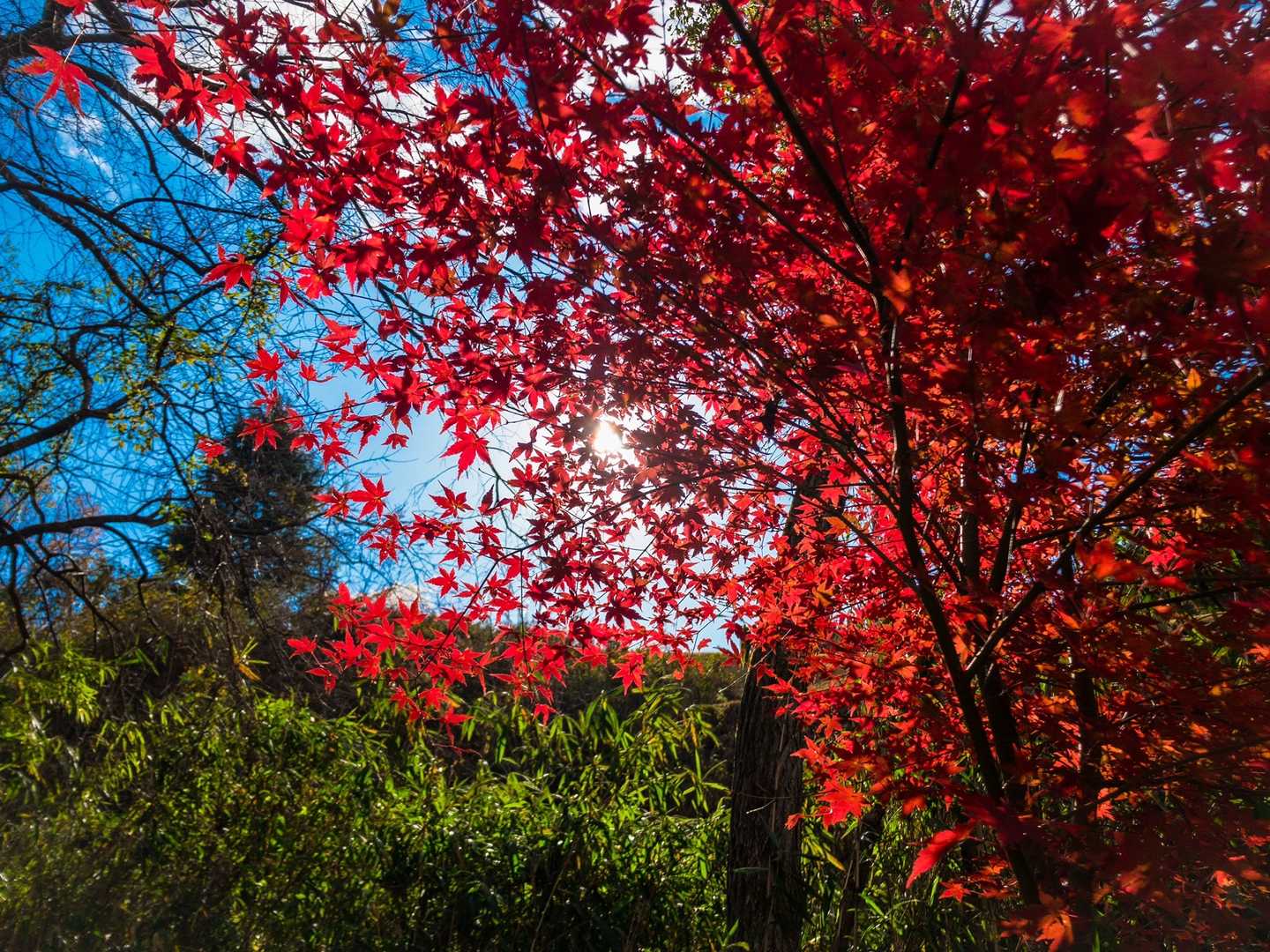 この木の紅葉はめっちゃ綺麗でした🍁
