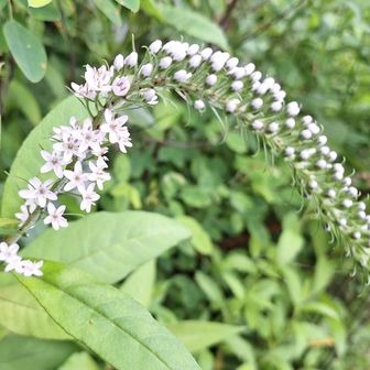 夏花　トラノオ　もみじ台にて