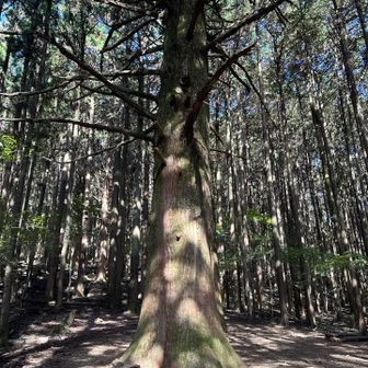 大杉の広場。ひときわ大きい🌲